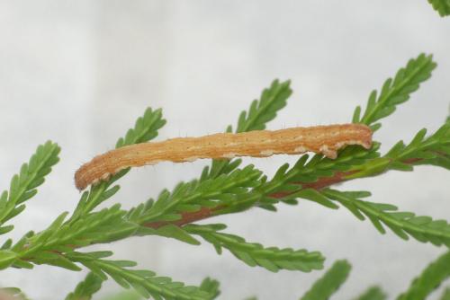 Pachycnemia hippocastanaria